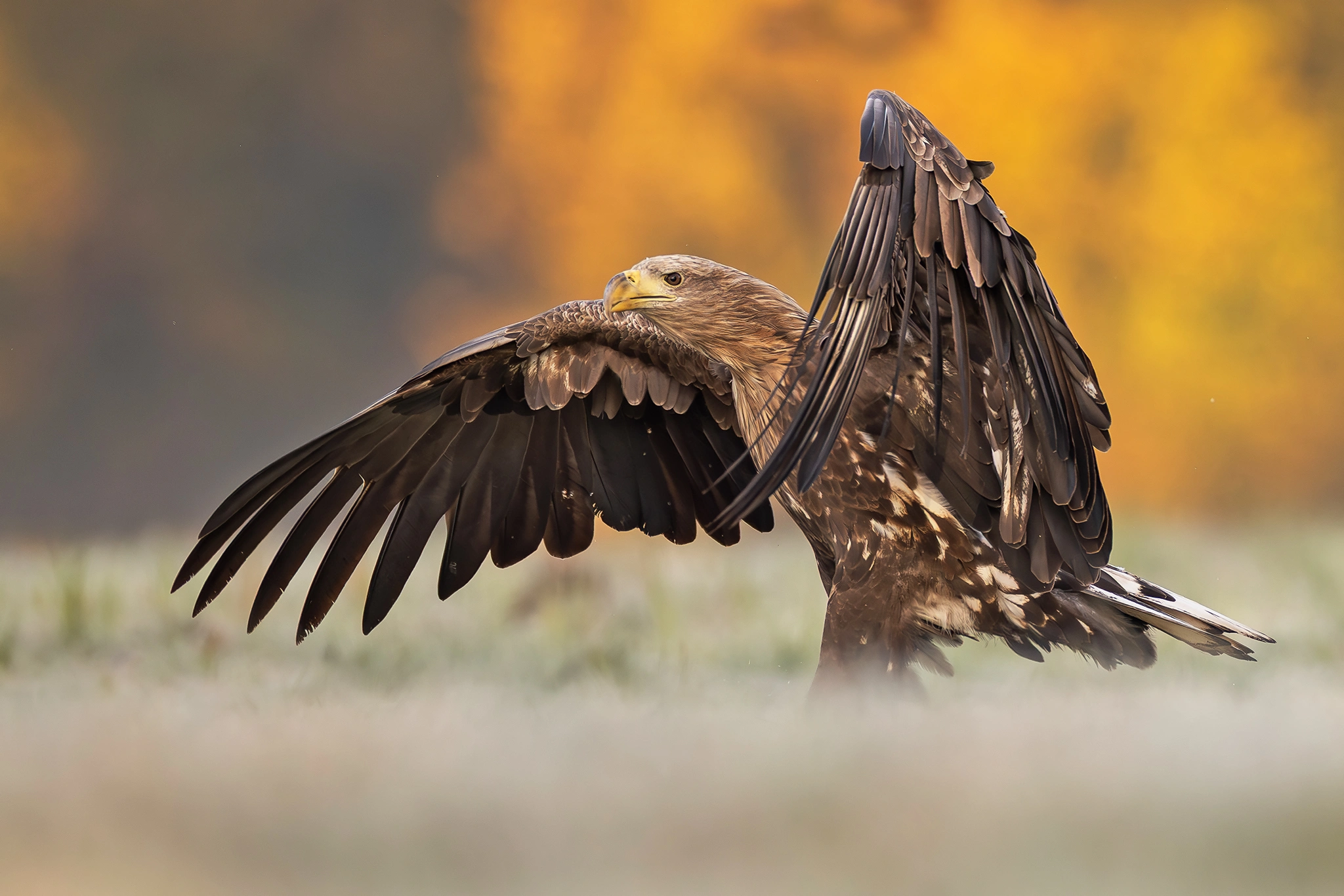 White-tailed Eagle Expedition gallery image 6